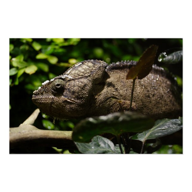 Furcifer oustaleti poster (Front)