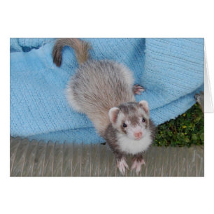 furet