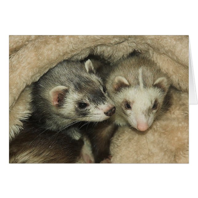 Furet-Fraises-mères et Jills de bébé (Devant horizontal)
