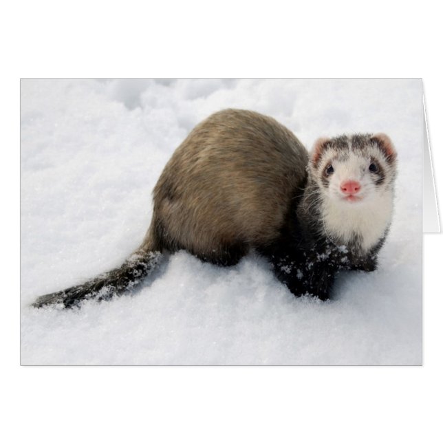 Furet jouant dans la neige (Devant horizontal)