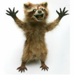 FURIOUSLY HAPPY RACCOON STANDING PHOTO SCULPTURE<br><div class="desc">A tiny Rory Raccoon statue for your desk.   He is always happy to see you and will never leave you hanging.</div>