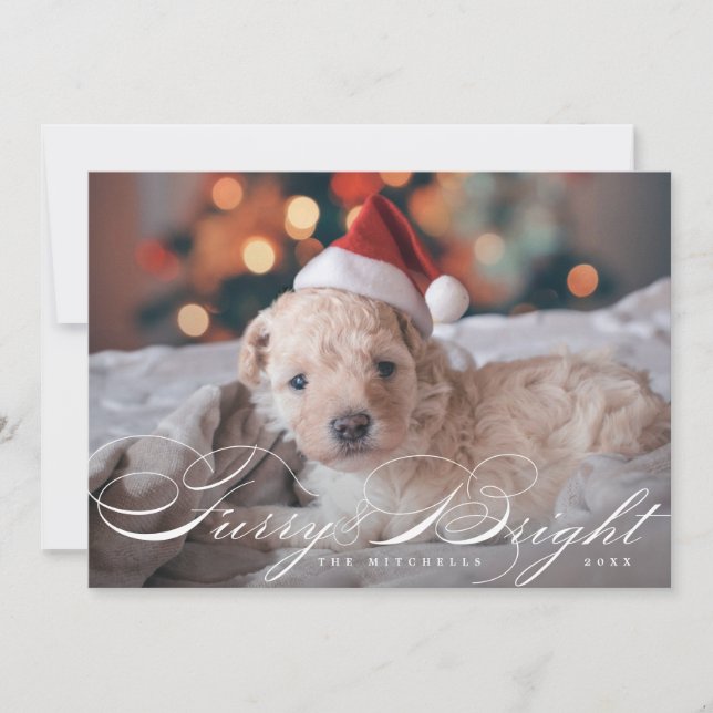 Furry and Bright Elegant Pet Dog Photo Card (Front)