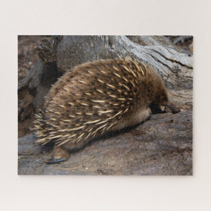 Furry Spiky Echidna Animal Wildlife, 520 pieces Jigsaw Puzzle