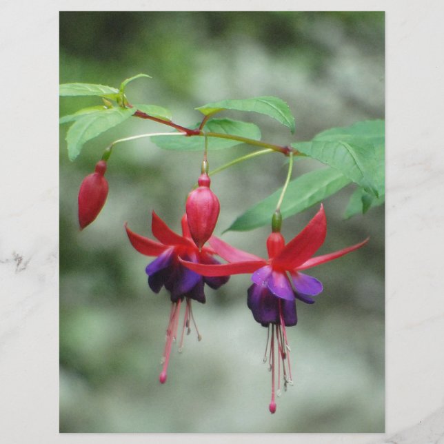 Fuschia1A.jpg (Front)