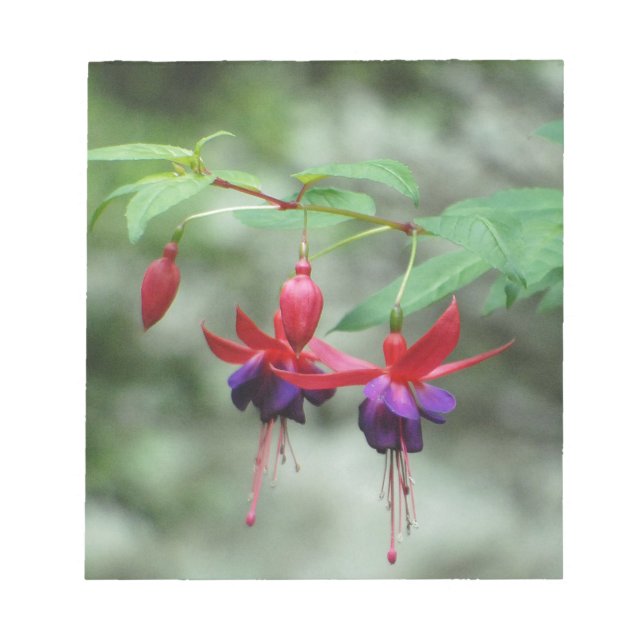 Fuschia1A.jpg Notepad (Front)
