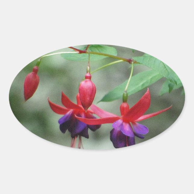 Fuschia1A.jpg Oval Sticker (Front)