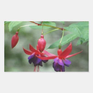 Fuschia1A.jpg Sticker