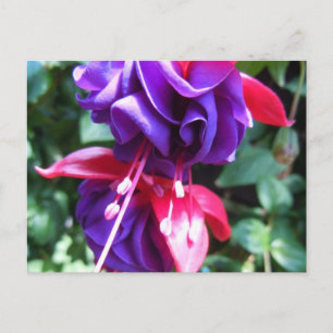 Fuschia 1 postcard