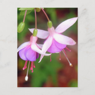 Fuschia Flowers Postcard