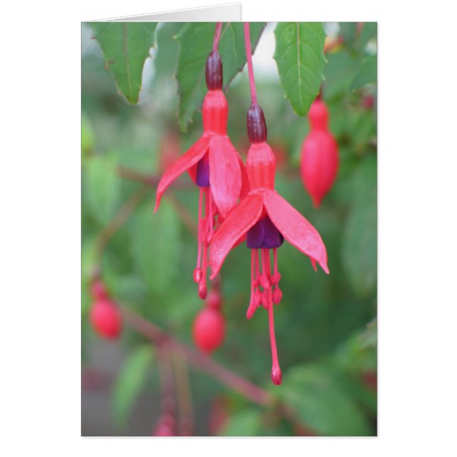 Fuschia, Irlande (Devant)
