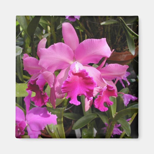 Fuschia Orchid Magnet (Front)