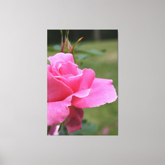 Fuschia Pink Garden Rose Canvas Print (Front)