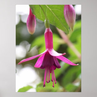 Fuschia Poster