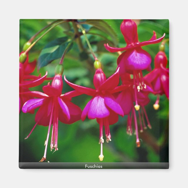 Fuschias Magnet (Front)