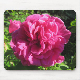 Fuscia Rugosa Rose, Multiple Petals Mouse Pad