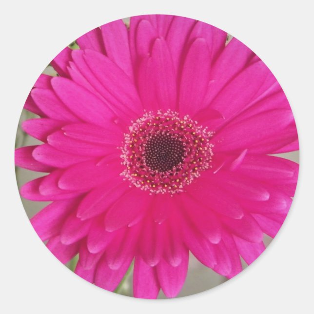 fushia daisy sticker (Front)