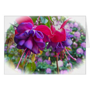 Fushia rouge pourpre