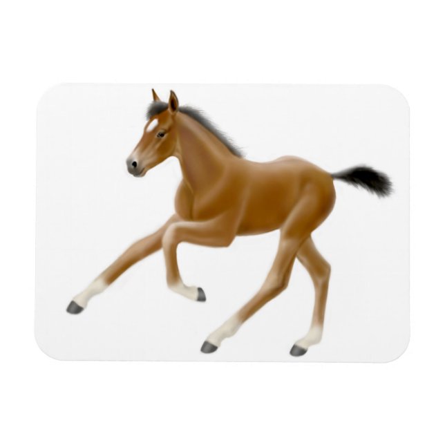 Future Champion Bay Foal Premium Magnet (Horizontal)