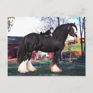 "Fuzzer Rides Again" Postcard