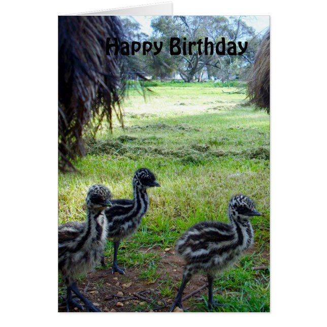 Fuzzy Baby Emu Chicks, carte d'anniversaire (Devant)