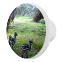 Fuzzy Baby Emu Chicks,