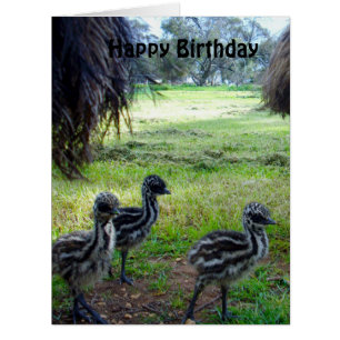 Fuzzy Baby Emu Chicks, Jumbo Birthday Card