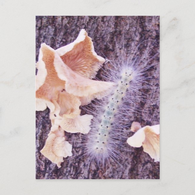 fuzzy caterpillar and fungi postcard (Front)