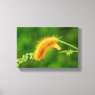 Fuzzy Caterpillar Insects Green Nature Canvas Print