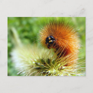 Fuzzy Caterpillar Postcard