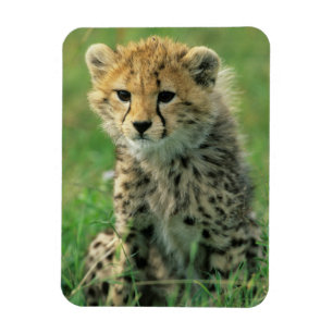 Fuzzy Cheetah Cub Magnet