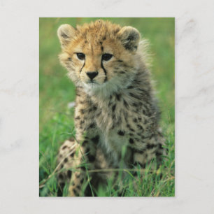 Fuzzy Cheetah Cub Postcard
