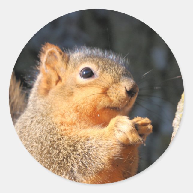 Fuzzy Classic Round Sticker (Front)