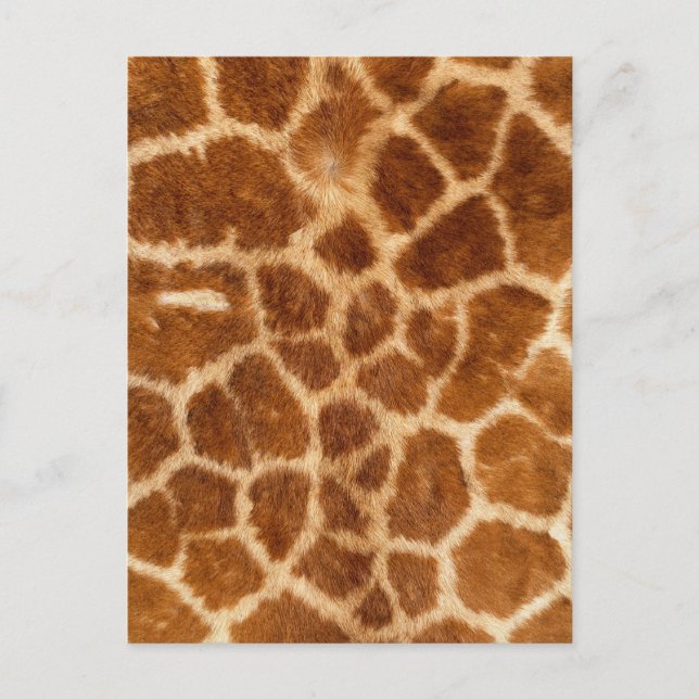 Fuzzy Giraffe Fur Pattern Postcard (Front)