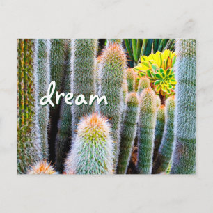 Fuzzy Green Cactus Photography Dream Script Bold Postcard