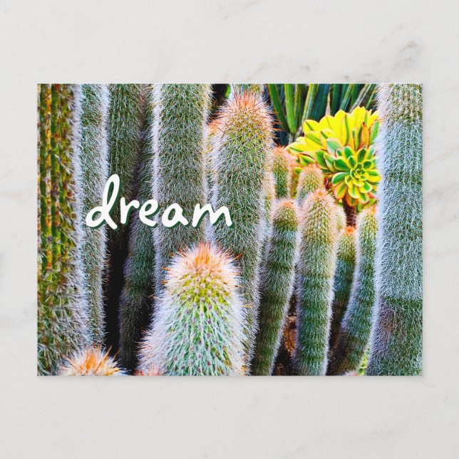 Fuzzy Green Cactus Photography Dream Script Bold Postcard (Front)