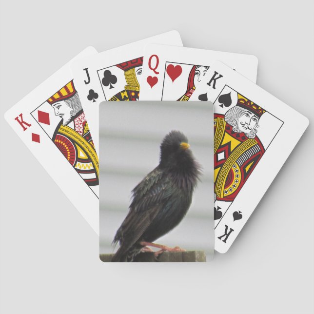 Fuzzy Headed Bird Playing Cards (Back)