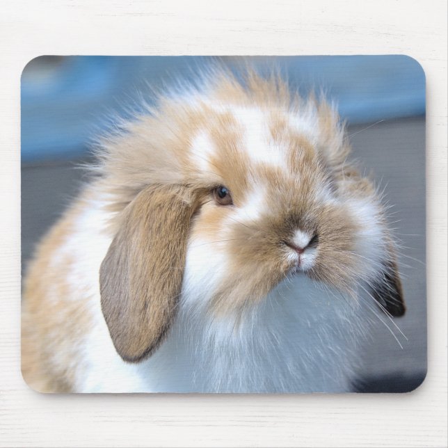 Fuzzy Holland Mini Dwarf Lop Bunny Rabbit Mouse Pad (Front)