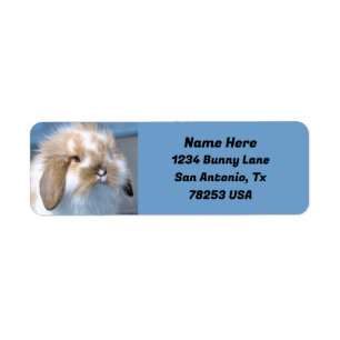 Fuzzy Holland Mini Dwarf Lop Bunny Return Address
