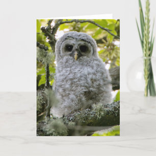 Fuzzy Owlet Barred Owl Thank You Card