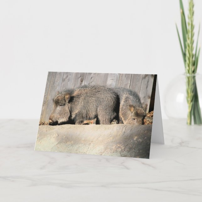 Fuzzy piggies card (Front)