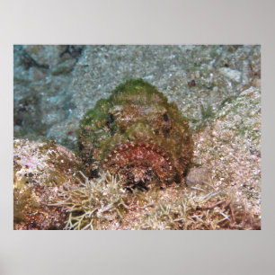 Fuzzy Scorpionfish Poster