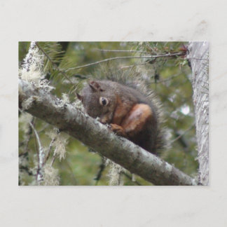 Fuzzy Sleeping on Tree Limb Postcard