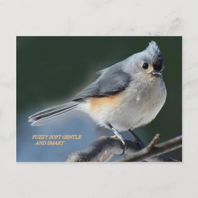 FUZZY SOFT GENTLE AND SMART POSTCARD (Front)