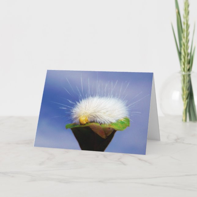 Fuzzy White Caterpillar Card (Front)