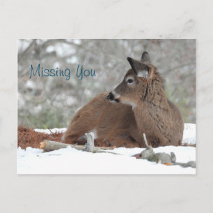 Fuzzy White Tailed Deer Fawn /Missing you Postcard