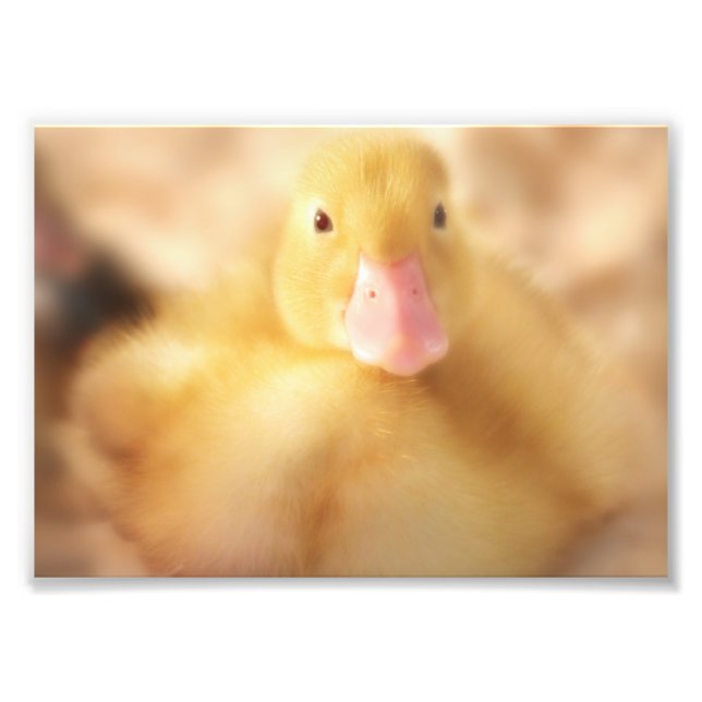 Fuzzy Yellow Duck Easter Baby Duckling Photo Print (Front)