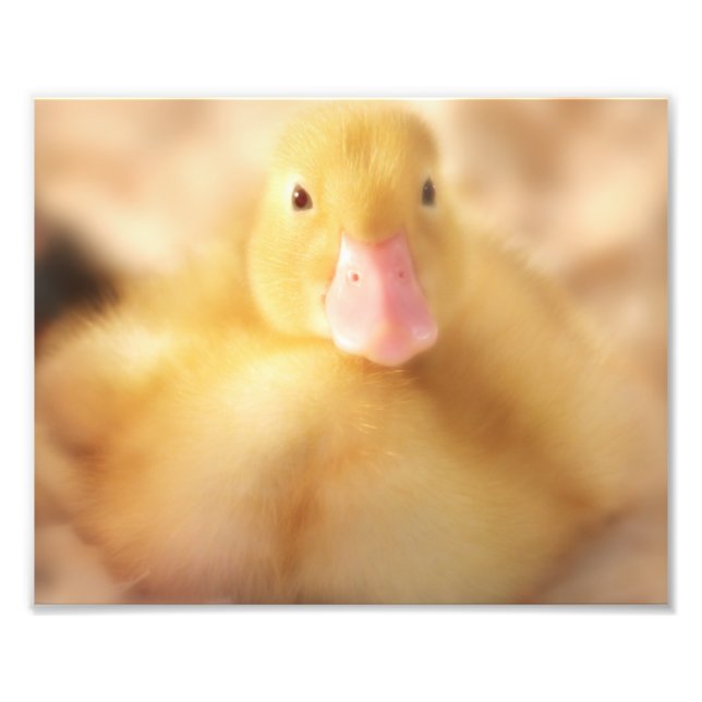 Fuzzy Yellow Duck Easter Baby Duckling Photo Print (Front)