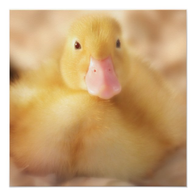 Fuzzy Yellow Duck Easter Baby Duckling Poster (Front)