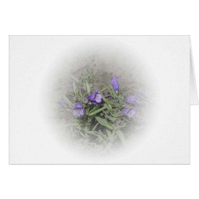 Fuzzytongue Penstemon (Penstemon eriantherus) (Front Horizontal)