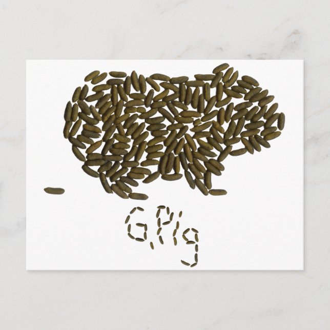 "G. Pig" with Classic Guinea Pig Postcard (Front)